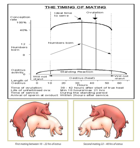 How to Farm Pigs: Breeding | The Pig Site